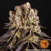 Purple Punch Strain – product view 6