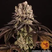 Purple Punch Strain – product view 7