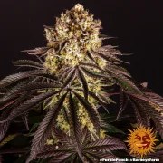 Purple Punch Strain – product view 8