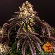 Purple Punch Strain – product view 9