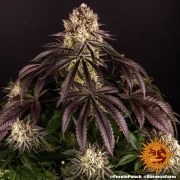 Purple Punch Strain – product view 10