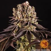 Purple Punch Strain – product view 11