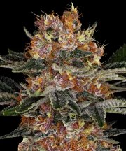 Purple Punch Auto Strain – product view 1