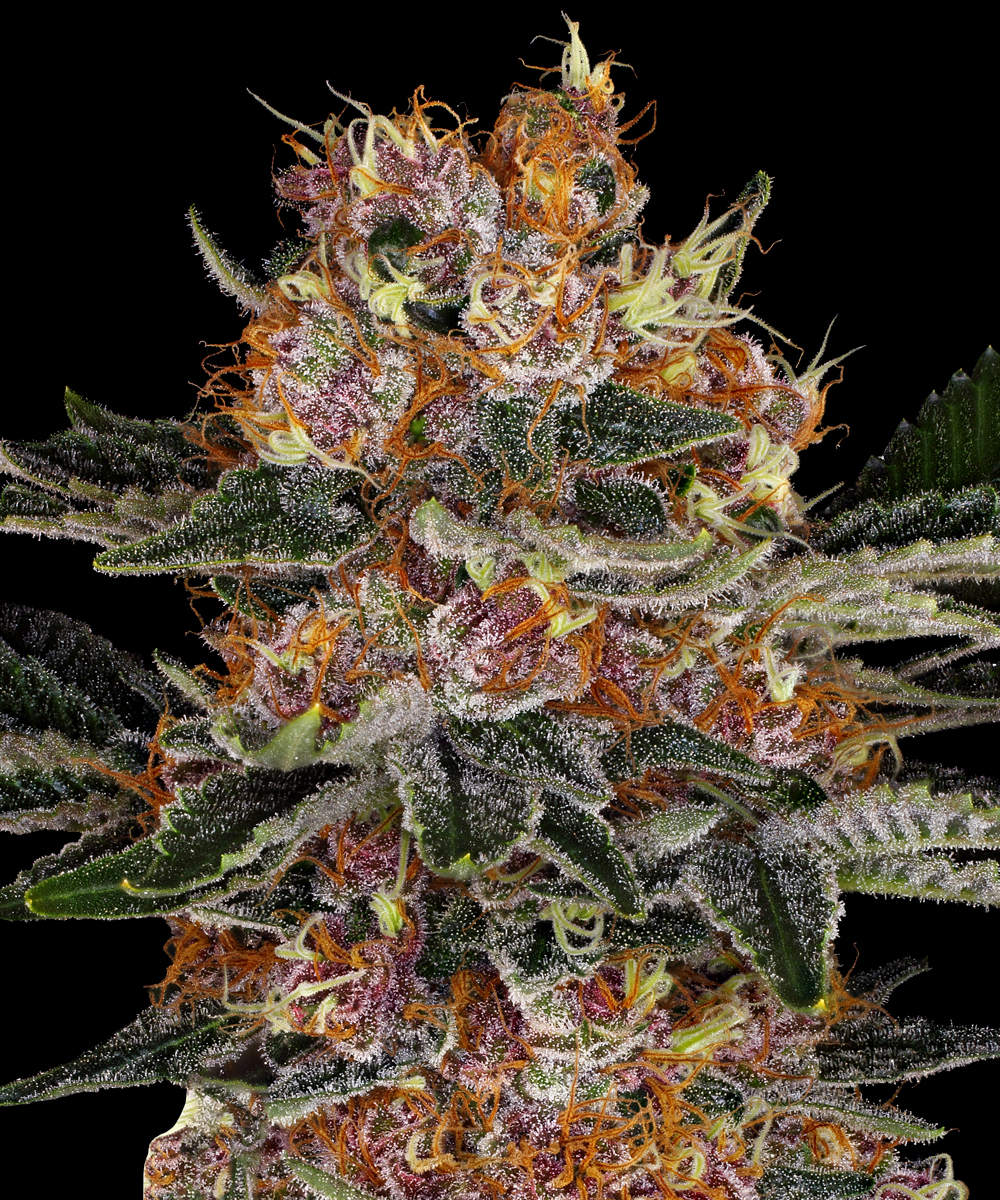 Purple Punch Auto Strain – product view 1
