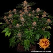 Purple Punch Auto Strain – product view 2