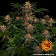 Purple Punch Auto Strain – product view 3