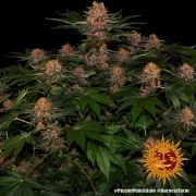 Purple Punch Auto Strain – product view 4