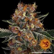 Purple Punch Auto Strain – product view 5
