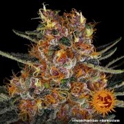 Purple Punch Auto Strain – product view 6