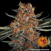 Purple Punch Auto Strain – product view 7