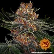 Purple Punch Auto Strain – product view 8