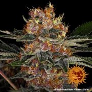 Purple Punch Auto Strain – product view 9