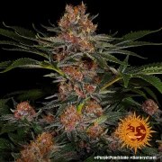 Purple Punch Auto Strain – product view 10