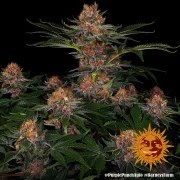 Purple Punch Auto Strain – product view 11