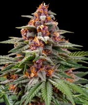 Runtz Auto Strain – product view 1