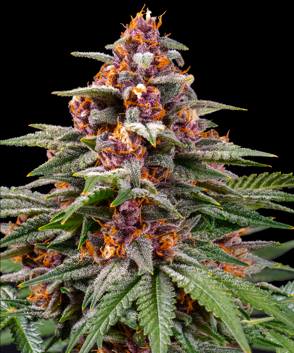 Runtz Auto Strain – product view 1