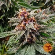 Runtz Auto Strain – product view 2