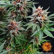 Runtz Auto Strain – product view 3