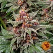 Runtz Auto Strain – product view 4