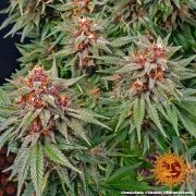 Runtz Auto Strain – product view 5