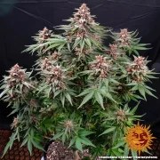Runtz Auto Strain – product view 6