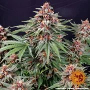 Runtz Auto Strain – product view 7
