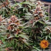 Runtz Auto Strain – product view 8
