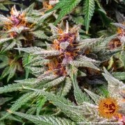 Runtz Auto Strain – product view 9