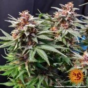 Runtz Auto Strain – product view 10