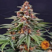 Runtz Auto Strain – product view 11