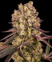 Runtz Muffin Strain – product view 1