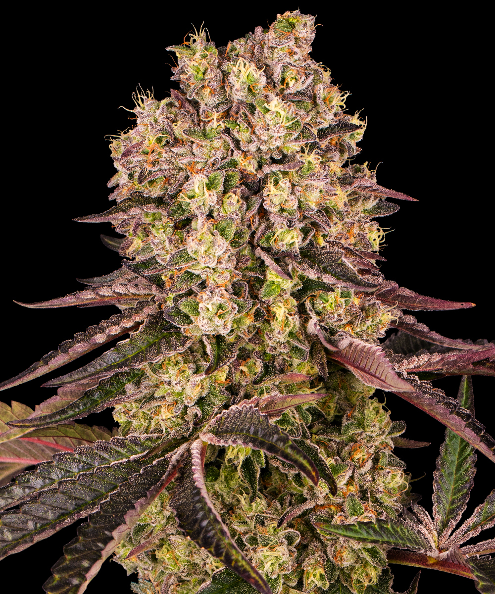 Runtz Muffin Strain – product view 1