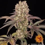 Runtz Muffin Strain – product view 2