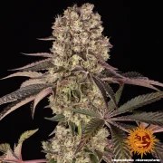 Runtz Muffin Strain – product view 3