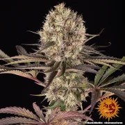 Runtz Muffin Strain – product view 4