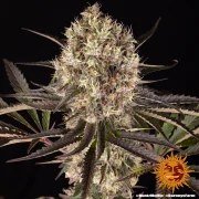 Runtz Muffin Strain – product view 5