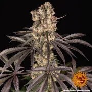 Runtz Muffin Strain – product view 6