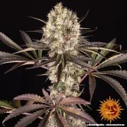 Runtz Muffin Strain – product view 7