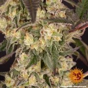 Runtz Muffin Strain – product view 8