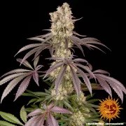 Runtz Muffin Strain – product view 9