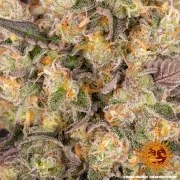 Runtz Muffin Strain – product view 10