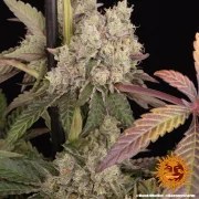 Runtz Muffin Strain – product view 11
