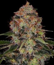 Shiskaberry Strain – product view 1