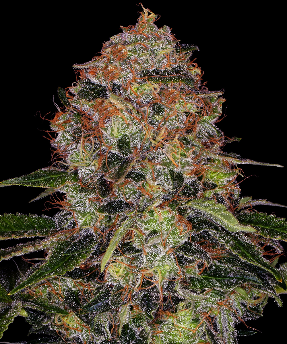 Shiskaberry Strain – product view 1