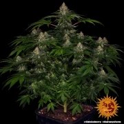 Shiskaberry Strain – product view 2