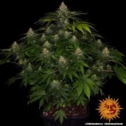 Shiskaberry Strain – product view 3