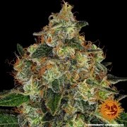Shiskaberry Strain – product view 4