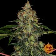 Shiskaberry Strain – product view 5