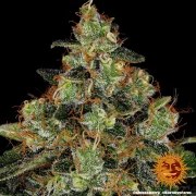 Shiskaberry Strain – product view 6
