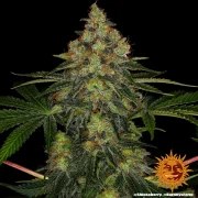 Shiskaberry Strain – product view 7